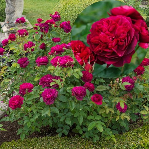 Rosa 'Darcey Bussell' - Roos 'Darcey Bussell'